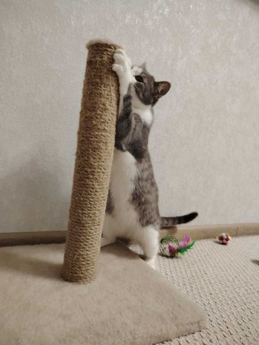 Котёнок-мальчик Барсик ищет дом и надёжных хозяев