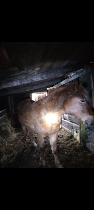 Продам Лошадь байтал на откорме.