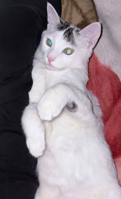 Бесплатно кошку в добрые руки