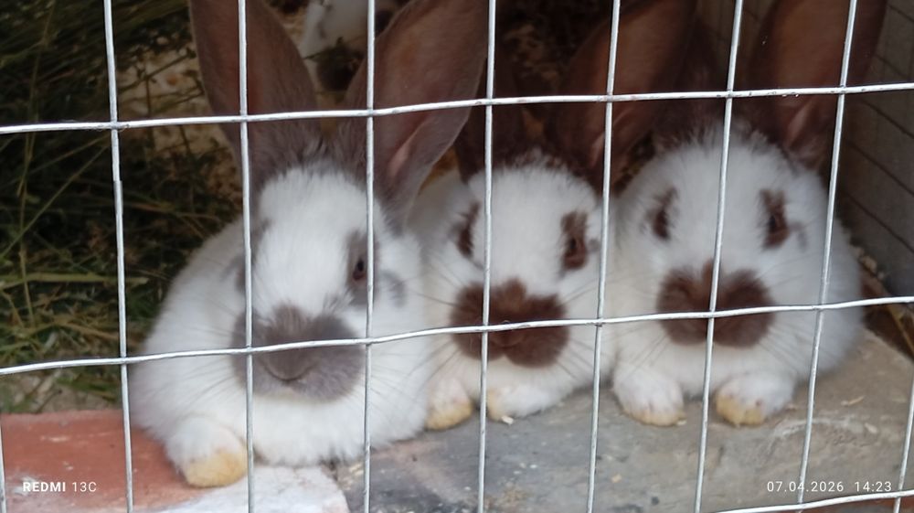 Strakach quyonlarimiz sotiladi