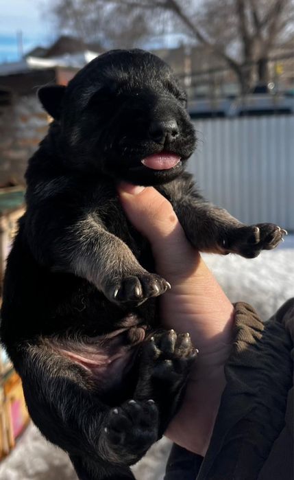 Щенки восточно европейской овчарки