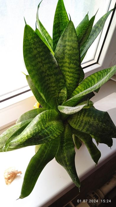 Комнатные цветы разные