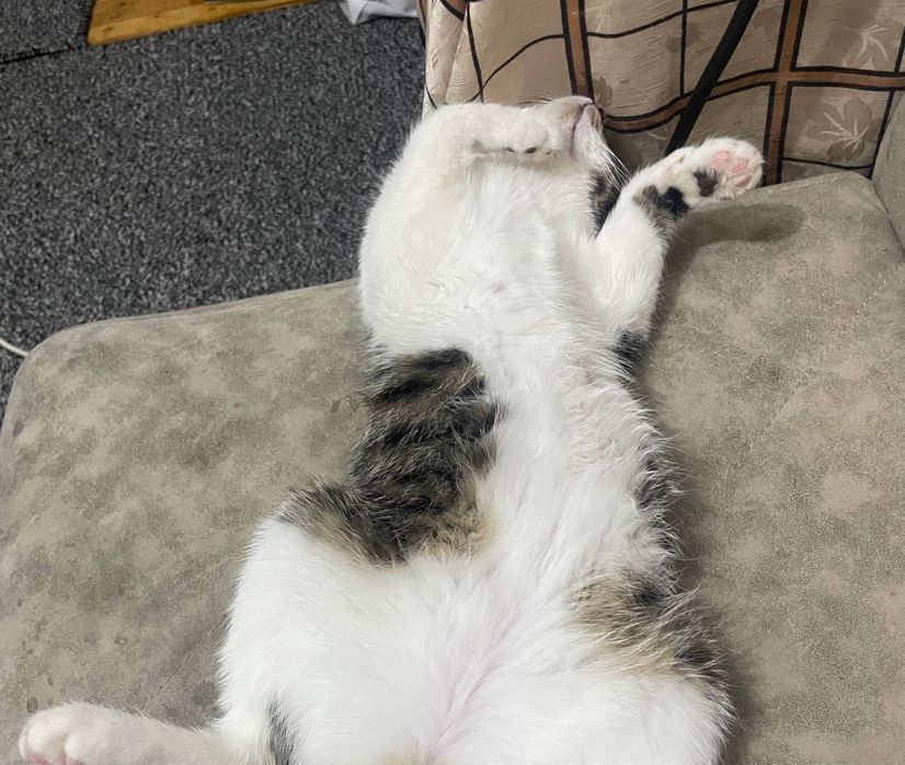 Срочно продается кошка