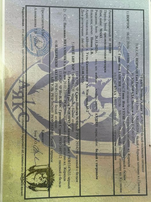 САО кобель для вязки