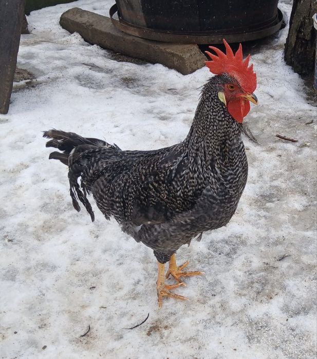 Vand cocosi Italieni