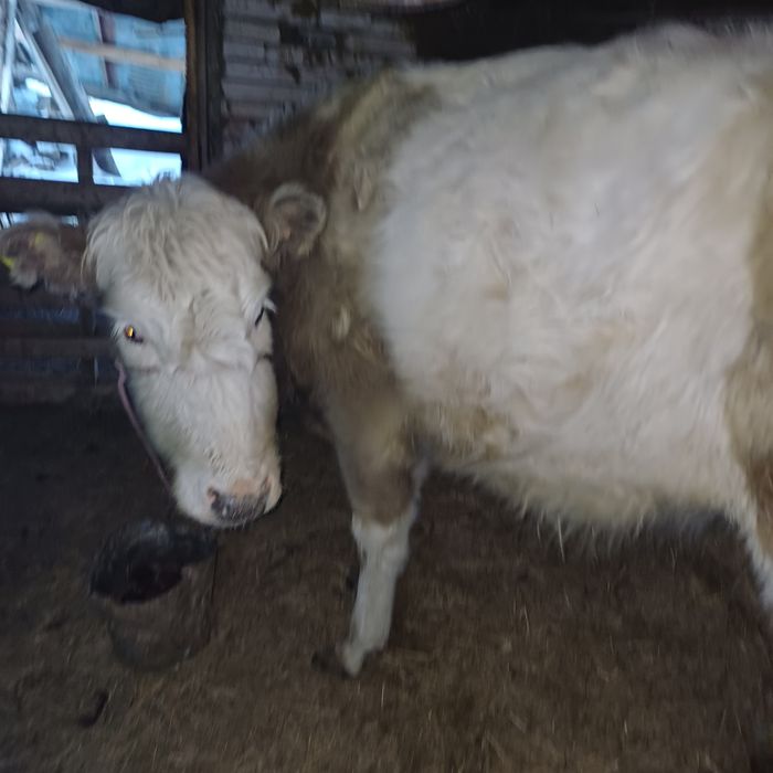 Құнажын қашар сатылады