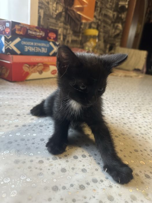 Отдам котят в добрые руки