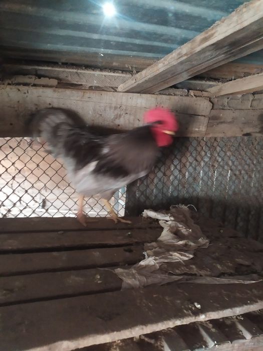 В продаже куры брама питухи