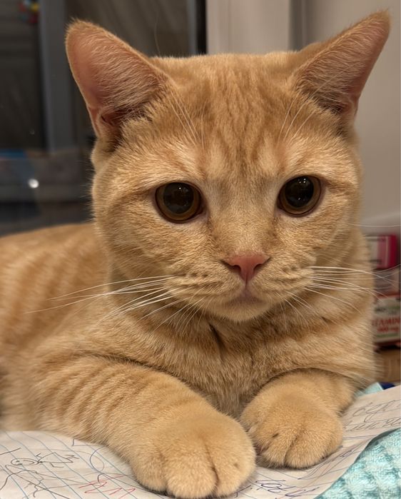 Отдадим кота в добрые руки