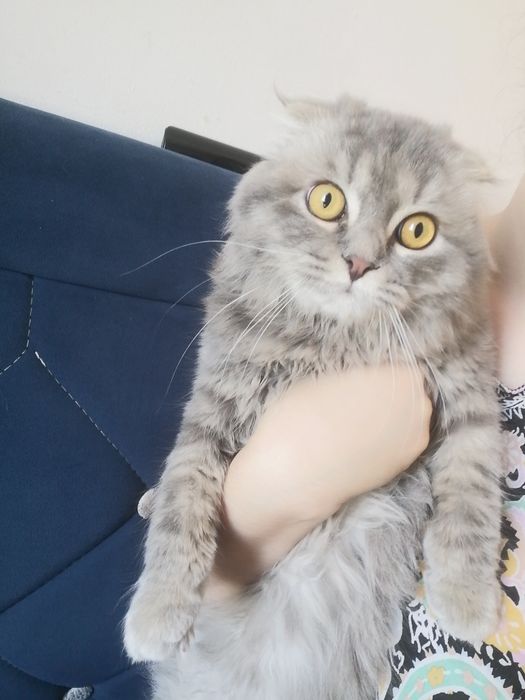 Мушук сотилади скотиш фолд