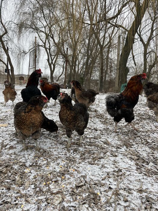 Oua araucana potarnichiu salbatic