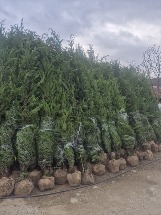 Leylandy cupressocyparis (tuia leylandii)
La o calitate superioara pre