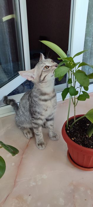 Отдадим котенка в добрые руки