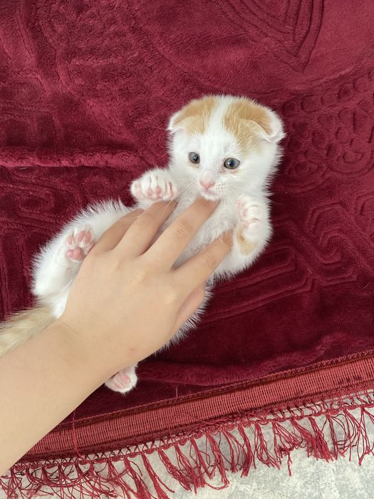 Котик мальчик.