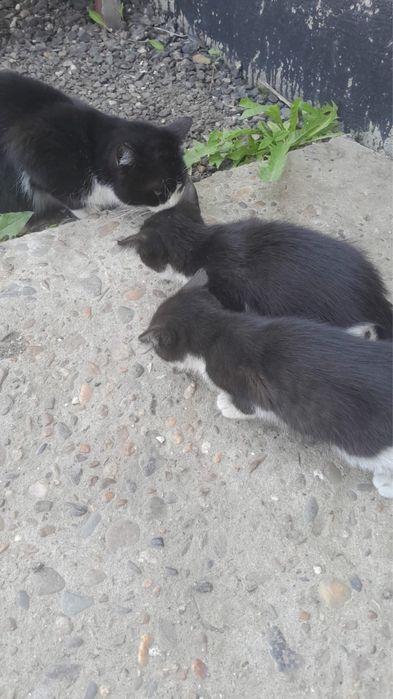 Котята за шоколадку