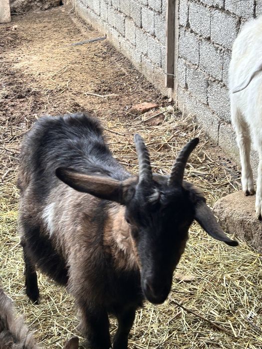 Қашқан ешкілер сатылады