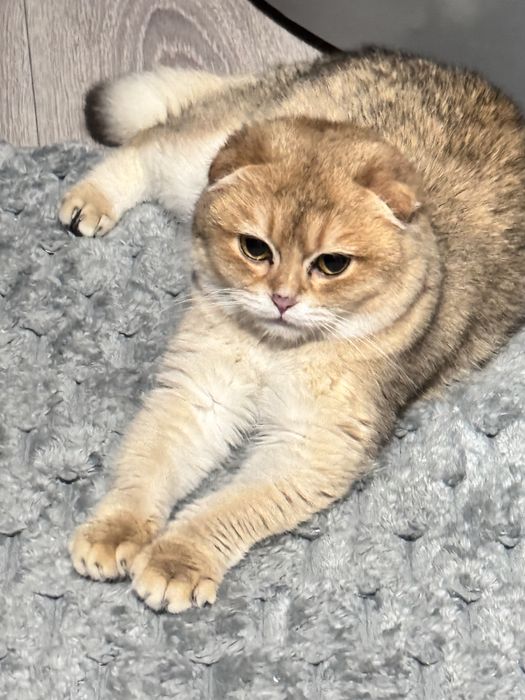 Вязка шиншилловых кошек