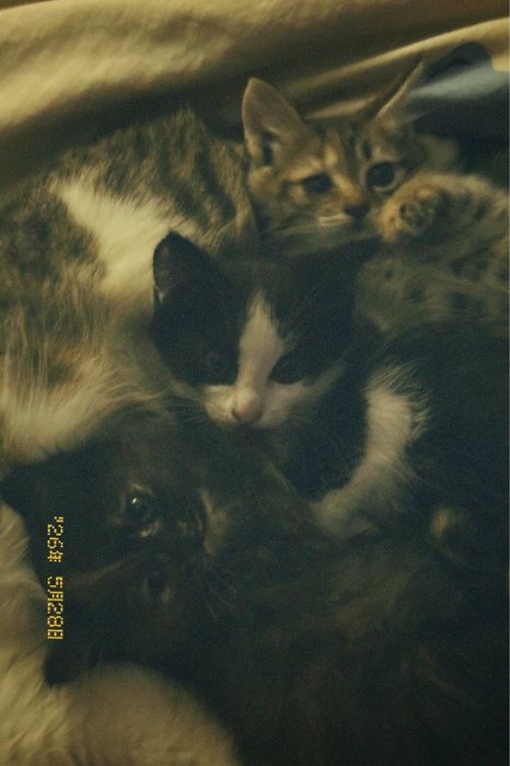 отдам котенка девочку