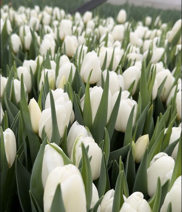 Оптом тюльпаны 8 марта!