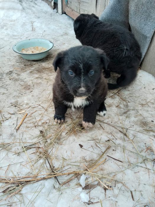 Щенята отдам бесплатно