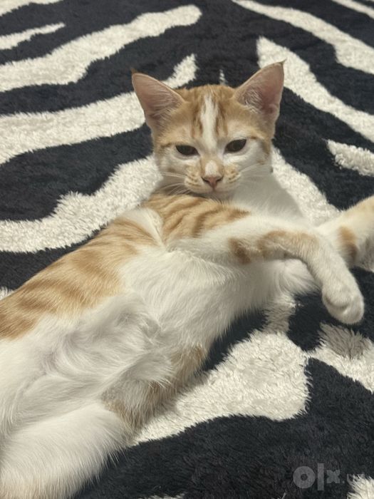 Котенок в хорошие руки