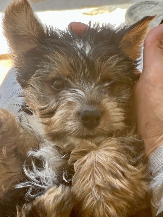 Йоркширски териери