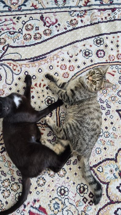 Отдам кошечку в добрые руки