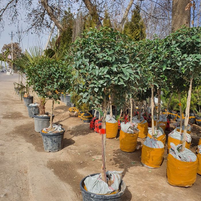 Каштан Липа Лола Чинор  Терак Дупь  Килён дарахтлари бор достовка бор