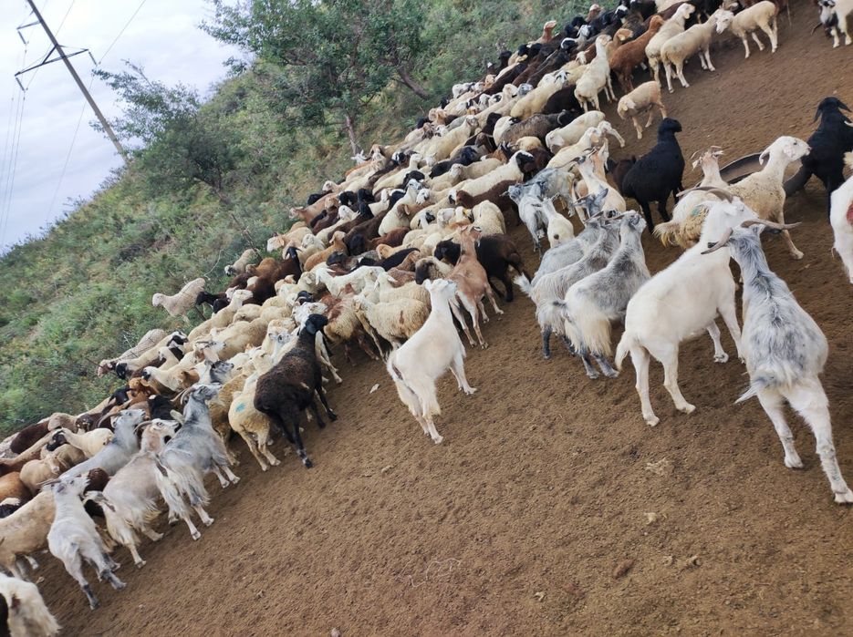 Продам Баранов (Кошкаров)