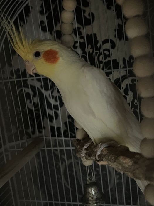 Vând păsări de companie – nimfă (pui) + 2 peruși adulți