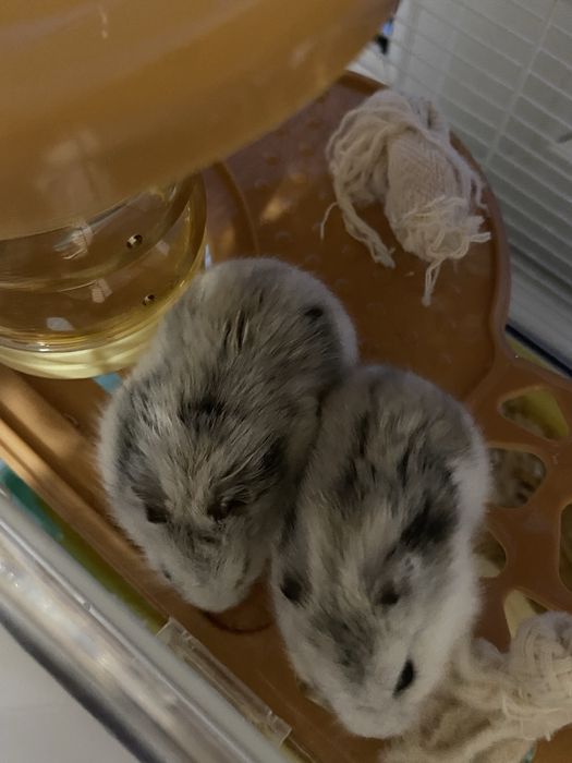 клетка с хомяками