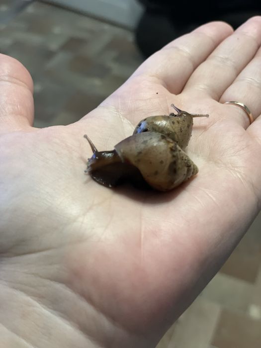 Улитки Ахатины. Есть разного размера