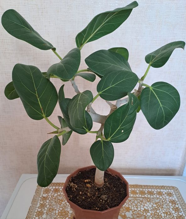 Продам взрослые растения - фикус сортовые