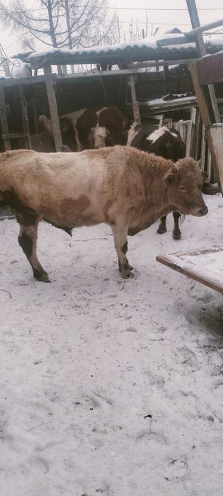 Продам быка трёх годовалого