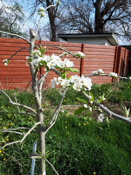 Teren de vânzare Titu, Codreanu