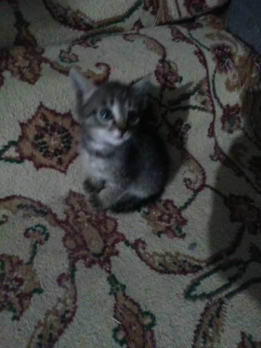 Котята,отдам в добрые руки,,