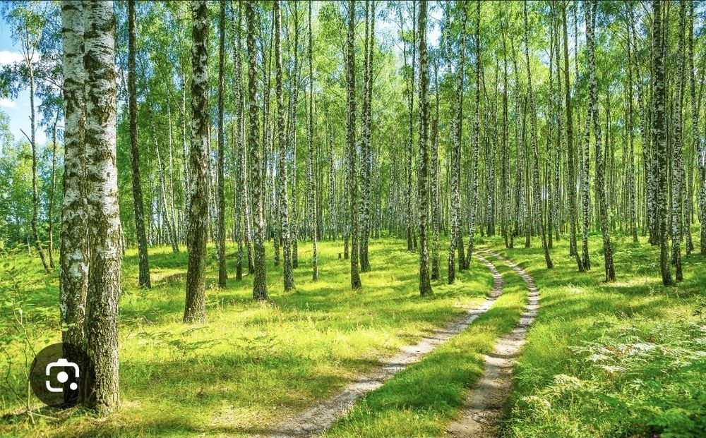 Участок с выходом к березовому лесу.