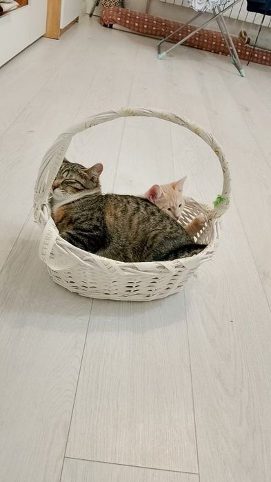 Кот  и котёнок  рыжий