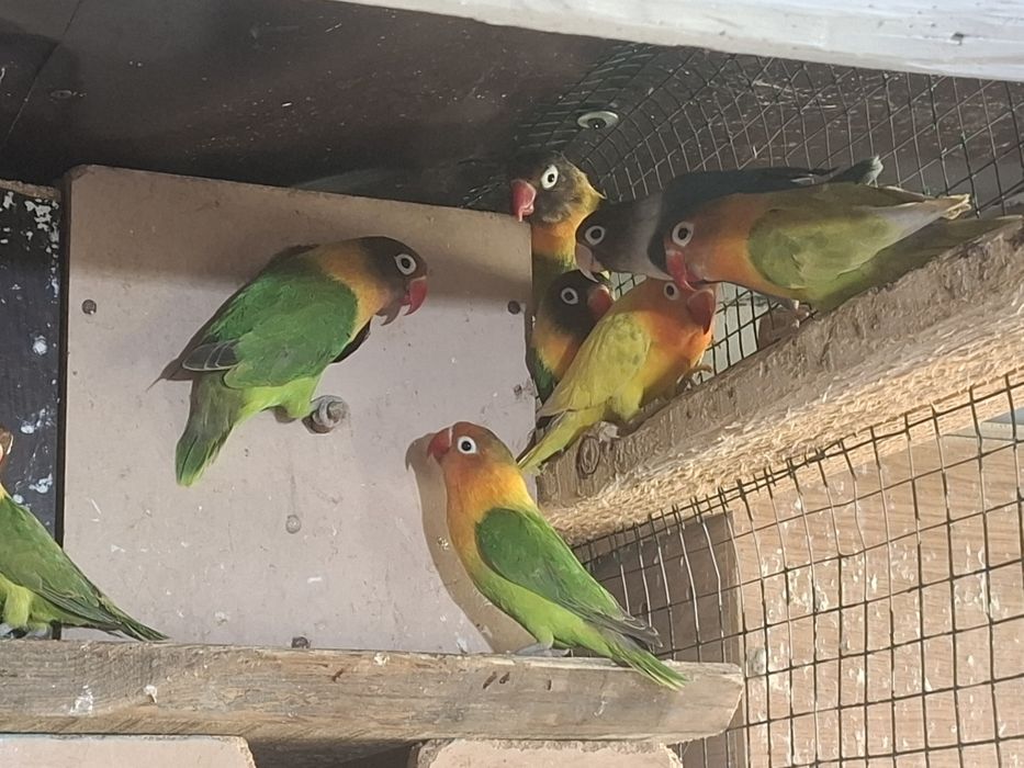 Turturele australiene și răzătoare