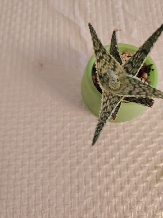 Продам алоэ декоративное