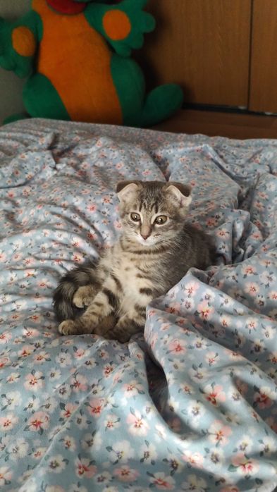 Котенок  девочка