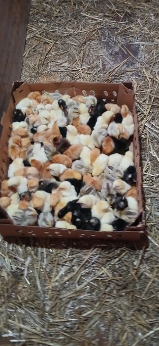 Pui de o zi rasa mixtă si de carne