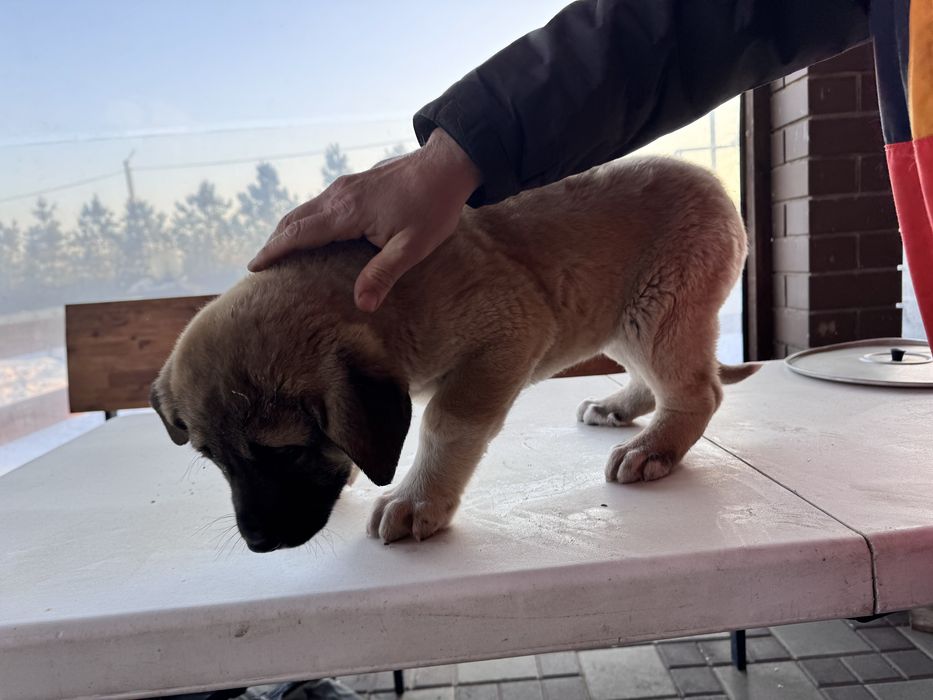 Продам щенков кангала