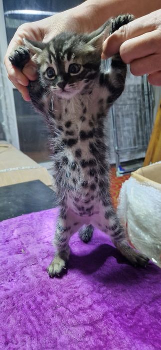 Бенгальские котята