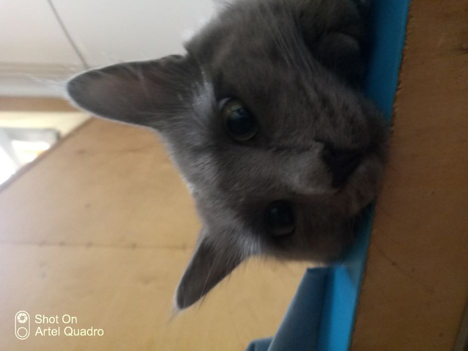 SCOTTISH zotli mushuk sotiladi! Kami vashi yoo, O'zi arzon sotvoma