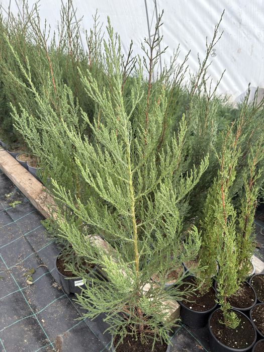 Гигантска секвоя (Sequoiadendron giganteum)