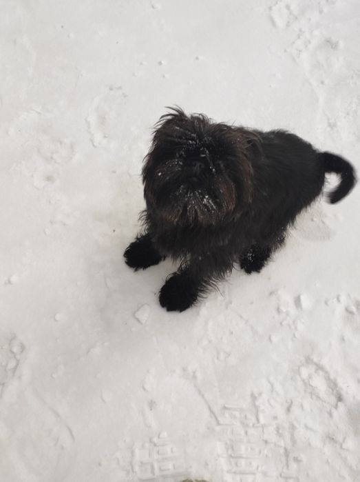 Аффенпинчер ,щенки СКК