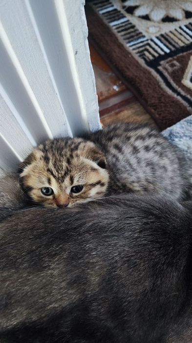 Пародистые котята.