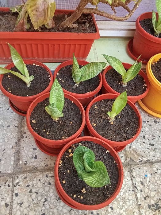 Сансевиера и Фикус Али 2 броя