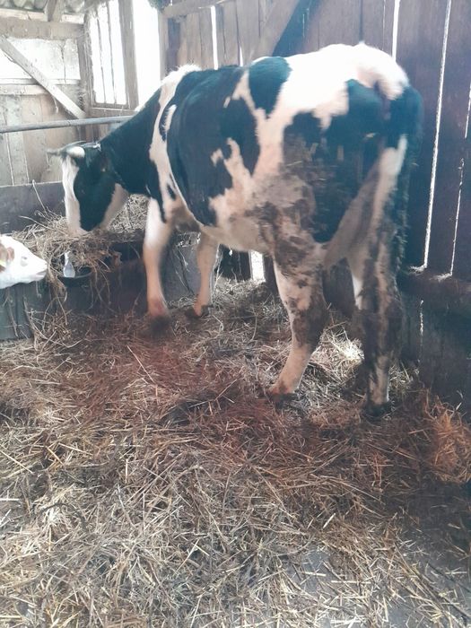 Schimb Vacă de abator